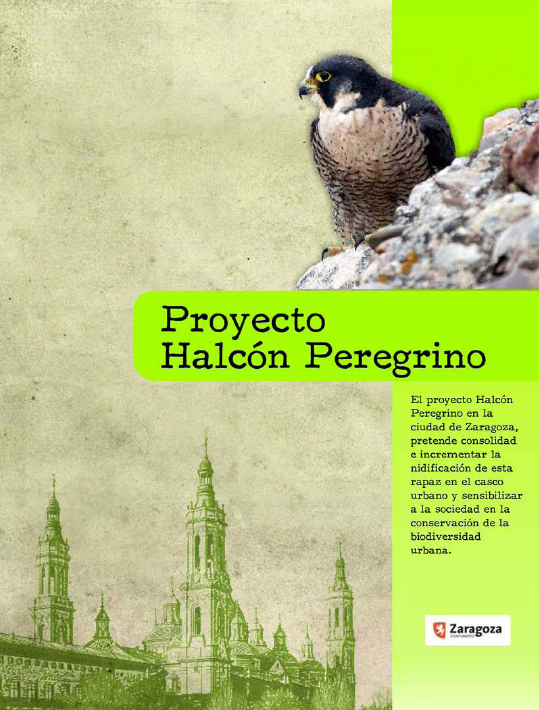 Proyecto Halcón Peregrino en Zaragoza